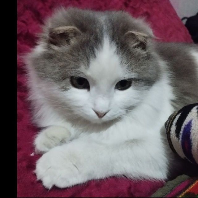 Mushuk sotiladi.