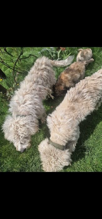 Donez cățeluși!!!