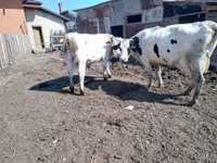 Vand taure de aprx 350 kg si vaca de lapte la al treilea vitel