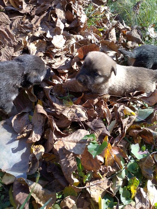 Donez catelusi metiși masculi !! Varsta circa 6 saptamani