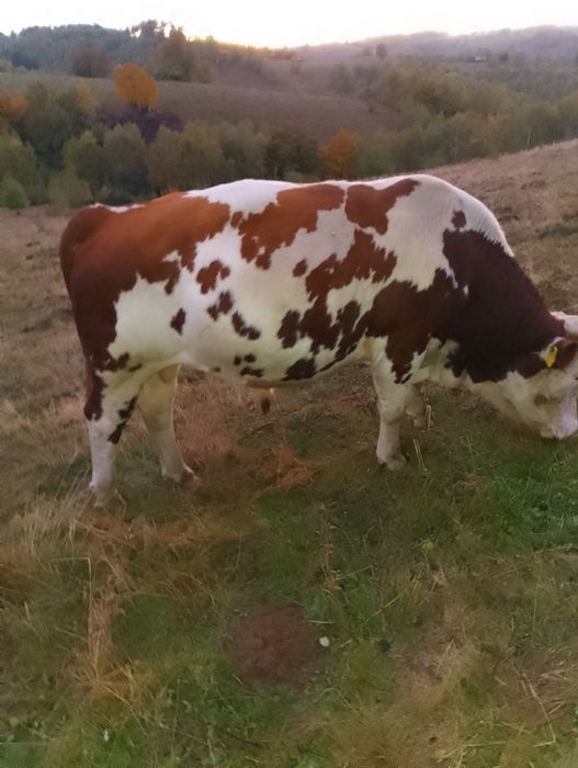 De vânvare 4 viței și un taur