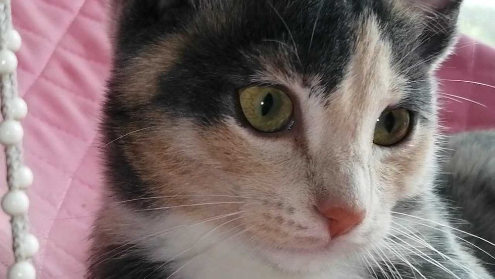 -34° было в ночь когда должна была родится РОУСС.