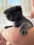 Pisici Scottish fold
