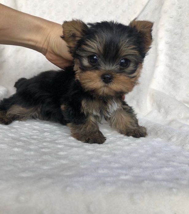 Yorkshire terrier talie mica