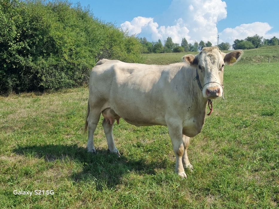 Vaci și vitei de vânzare