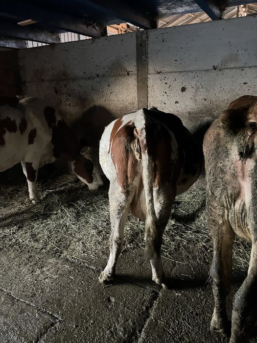 De vinzare vaca baltata