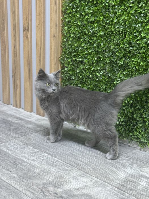 Mushuk, British longhair zotli
