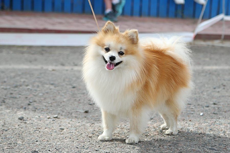 Красивый шпиц для вязки