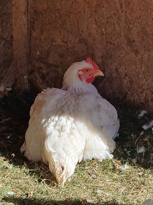 Pui de carne crescuti cu cereale in gospodaria proprie