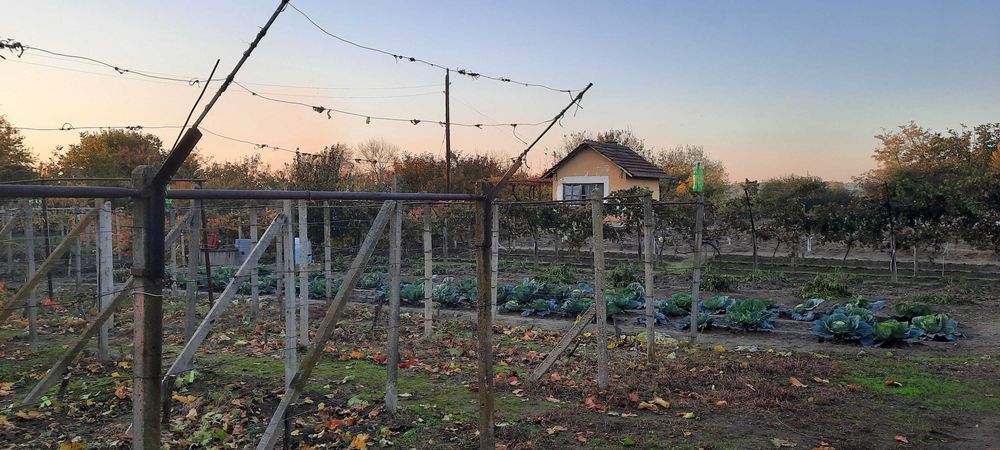 Циментови колци, колове за ограда, лозе, градина.