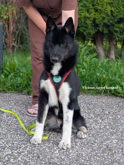 Siberian husky pedigree