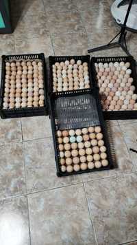 Яйца на инкубацию кученской юбелейной породы кур