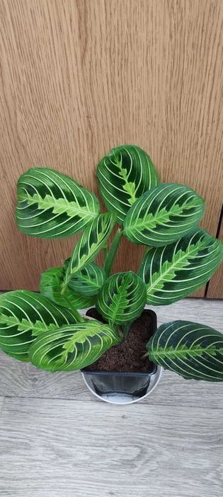 Стайни цветя за продажба!