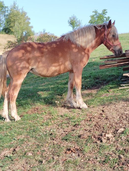 Vând manza de 1 an si 5 luni