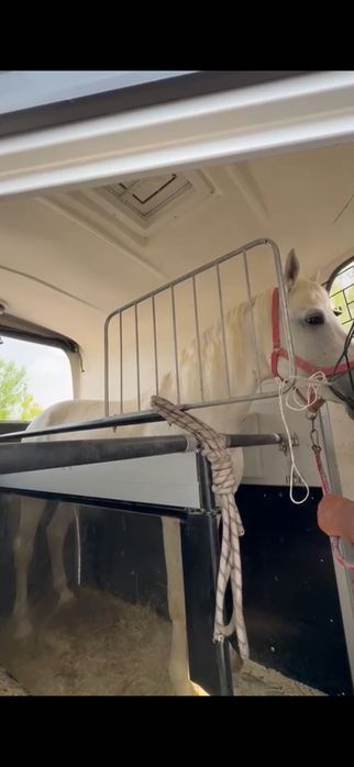 Племенной жеребец
