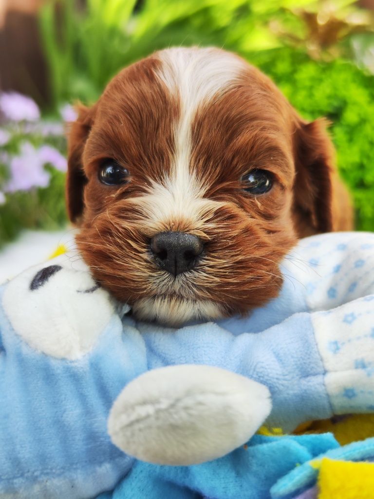 Той Кавапу- Cavapoo/ Той пудел и Кавалер Кинг Чарлз шпаньол