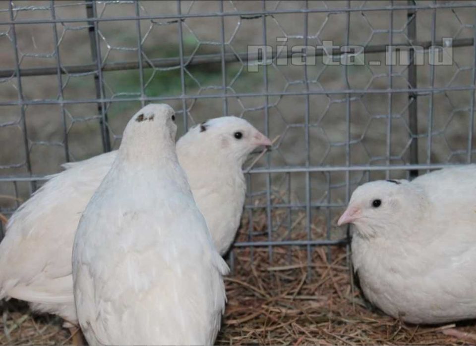 Oua prepelite incubat!