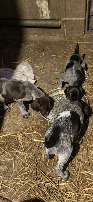 Дратхар кутрета , малки кученца дратхар