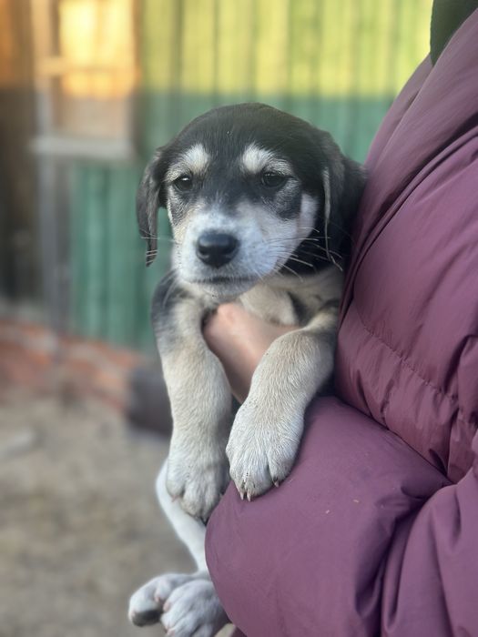 Щенята мальчик и девочка  ищут дом