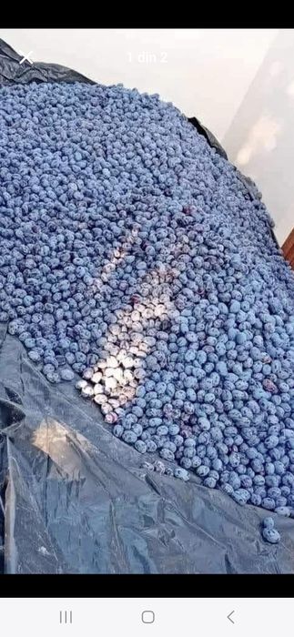 Prune din Livadă proprie cu preț bun!
