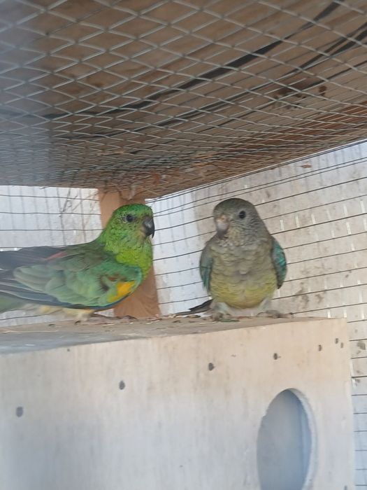 Bir para pefchi sotiladi tayyor narxi 550 ming