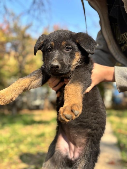 Продам щенка немецкой овчарки
Возраст — 2 месяца.
Щенки питаются само