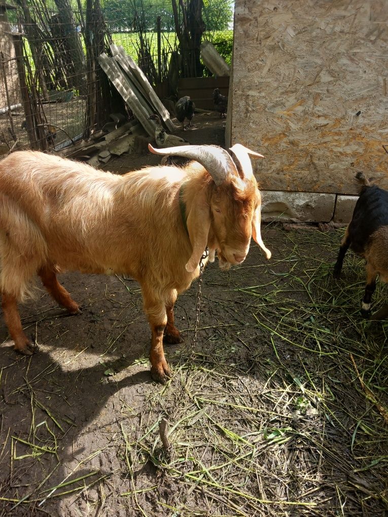 Vând țap vârstă 2 ani!