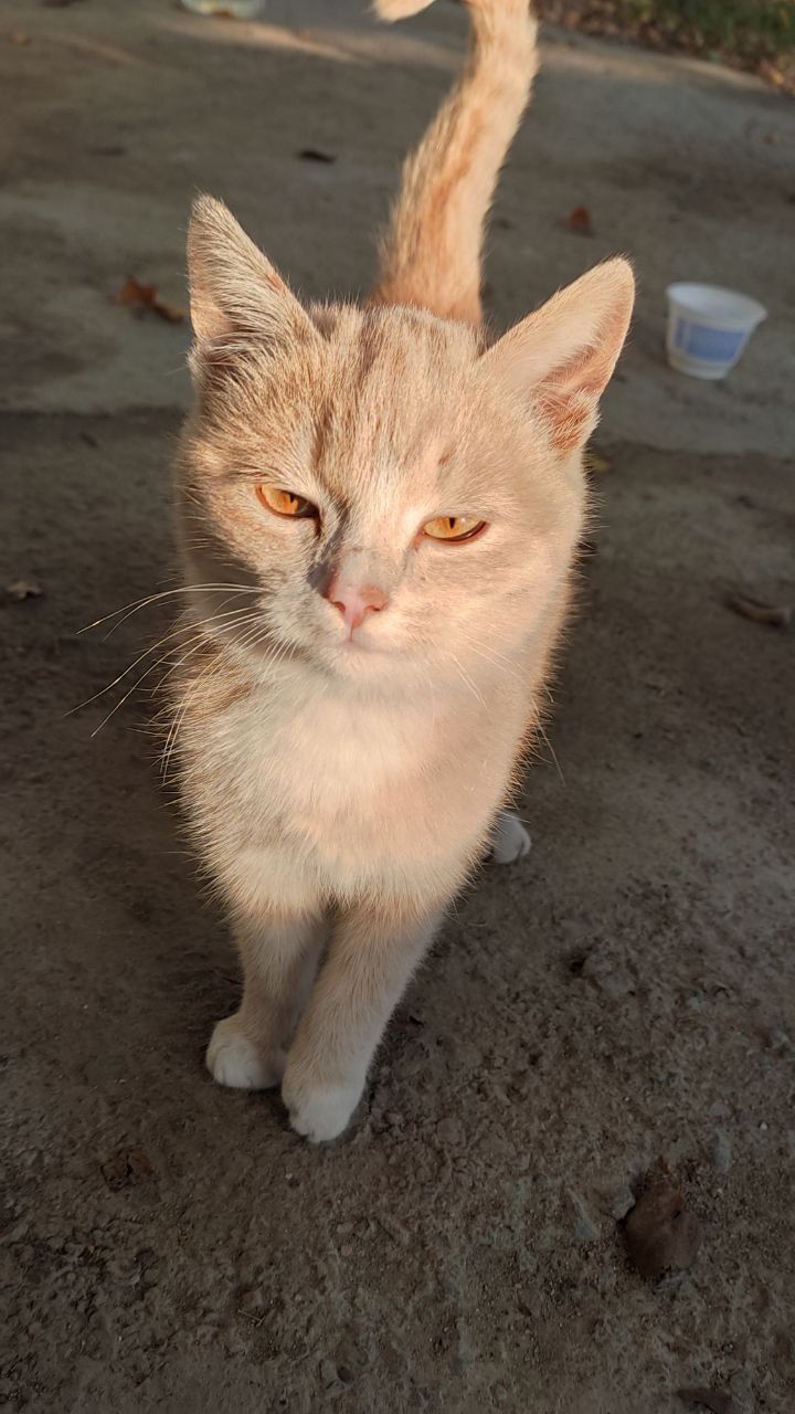 СРОЧНО Отдам бесплатно 3-х месячных котят (мальчиков и одну девочку).