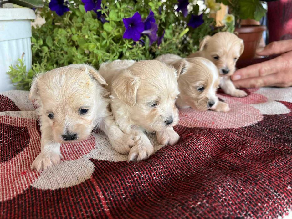 Малтипу (maltpoo)