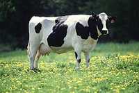 Vaci de lapte / carne crescute la tara