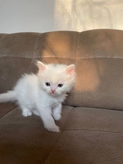 Продаються котятя турецкой ангоры