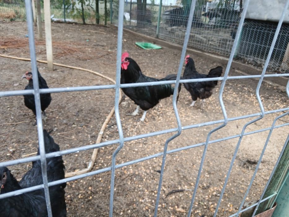 Vand  Australorp