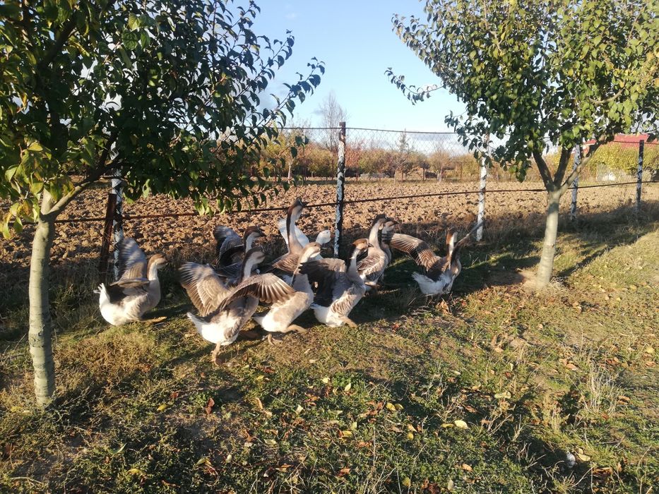 Gâște/Gascani lesesti, tinere