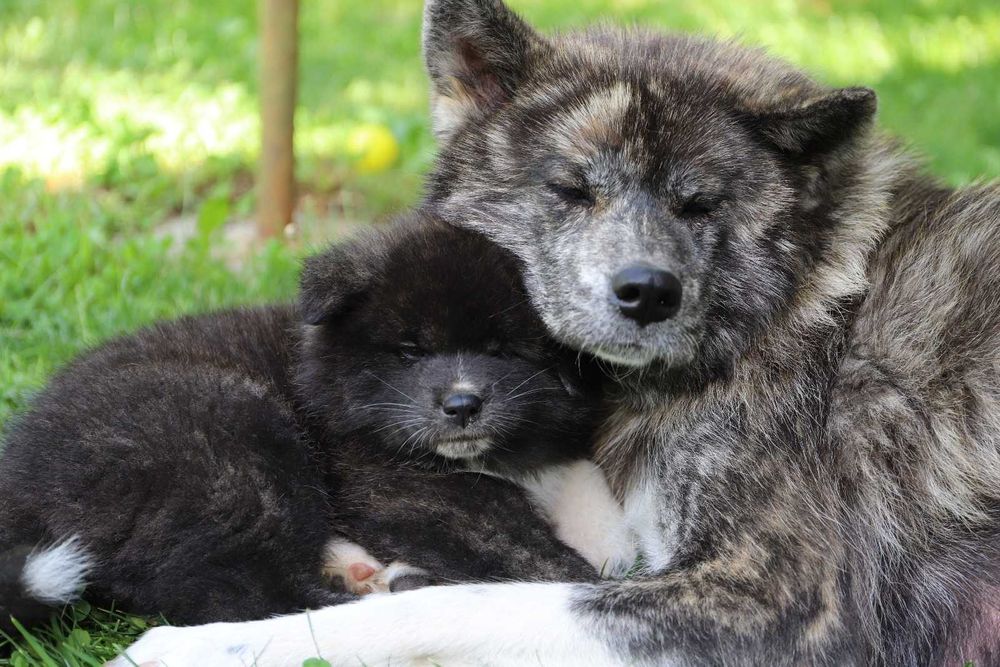 Pui Akita Inu femela roscata si mascul brindle (tigrat)