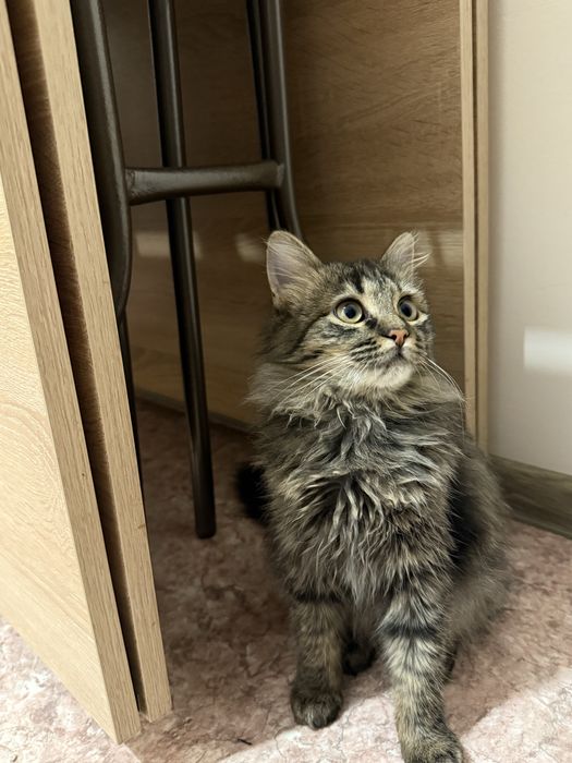 отдам котенка в добрые руки