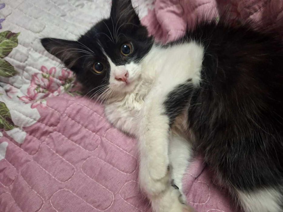 Очаровательный Чарли ищет свой дом!