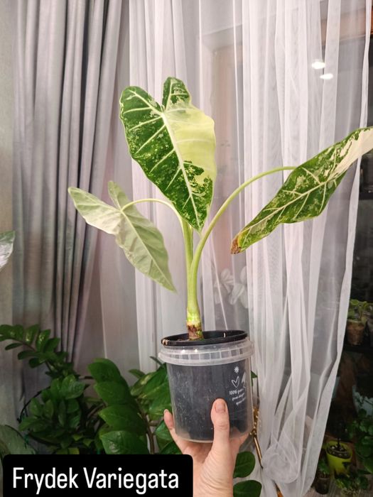 Продам комнатные цветы