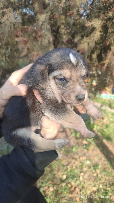 Отдам бесплатно в добрые руки