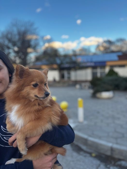 Продавам Шпиц на 2 годинки
