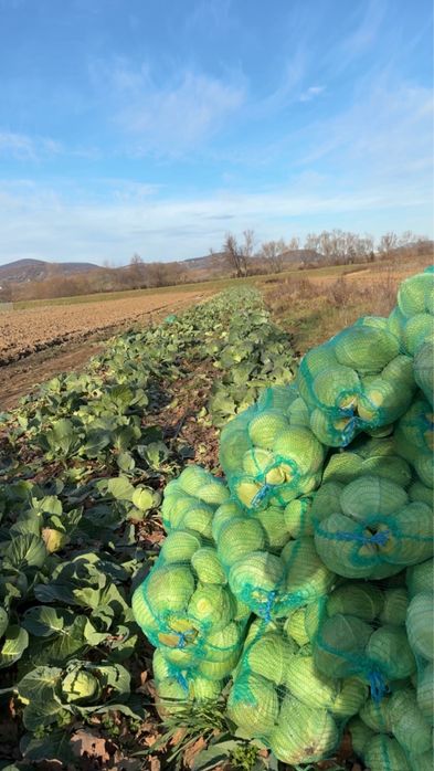 Varză autumn king de vanzare