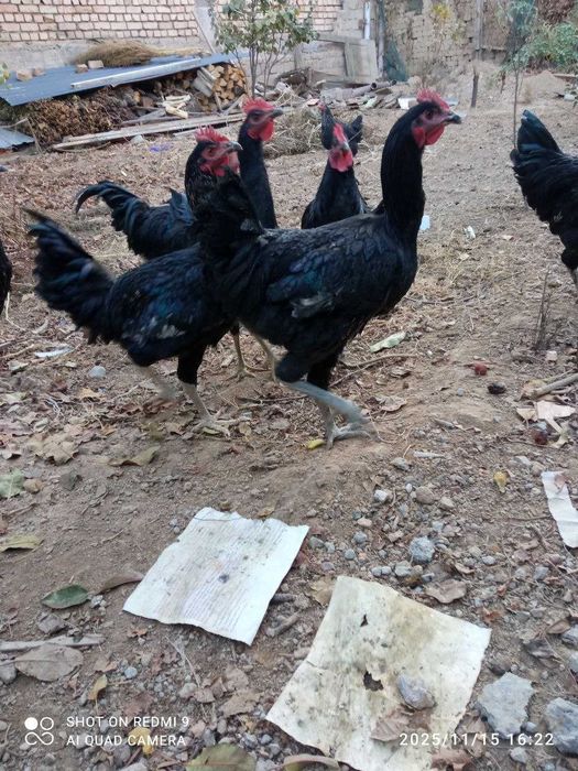 Qora Shahzoda Xo'roz