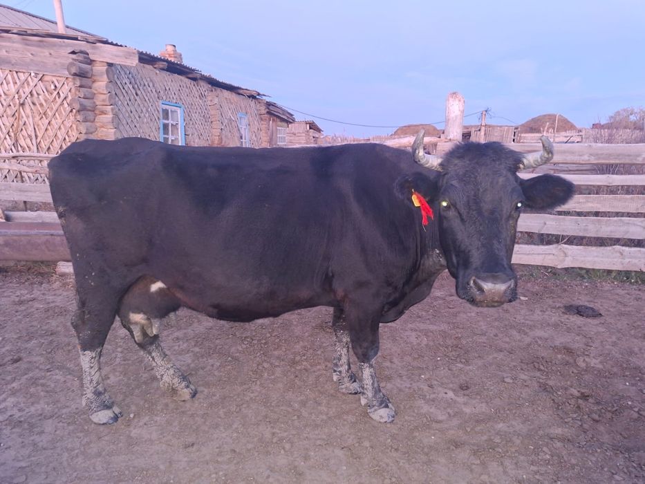 Сельхоз крс крупнорогатый скот