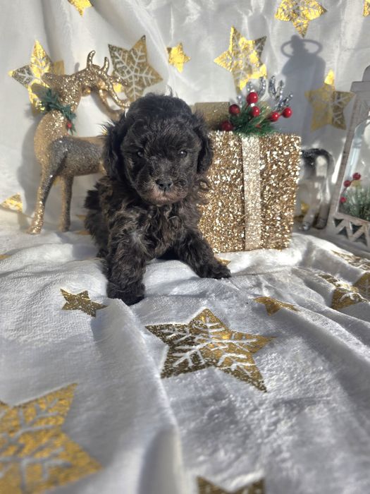 Пудел той /сребърни момичета / с родословие