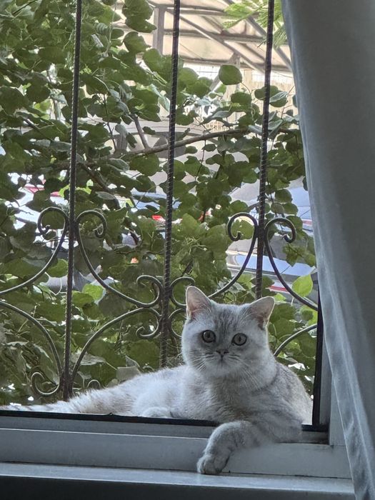 Вязка котов у меня шиншилла 1 годный мужик