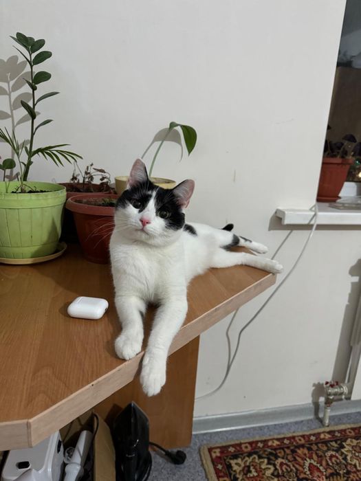 Пропал кот в районе ул Алимжанова г.Астана прошу вернуть за вознагражд