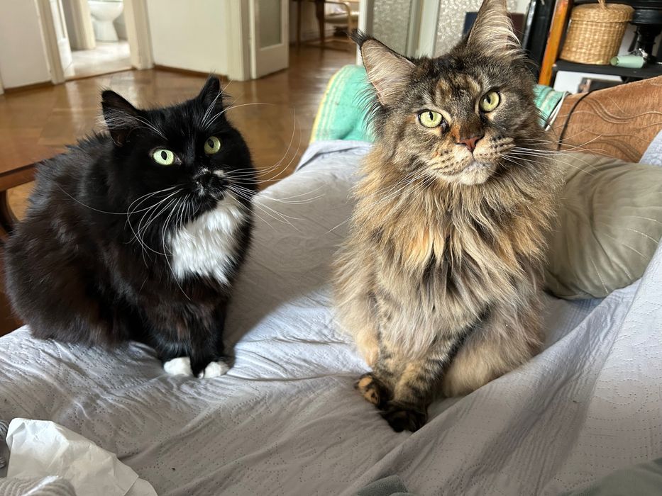 Pet sitter Bucuresti