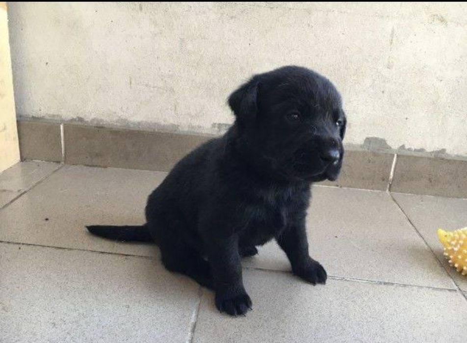 Чистогръмни лабрадор ретривър