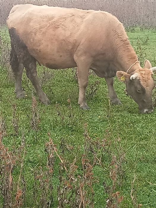 Vând patru vaci gestante