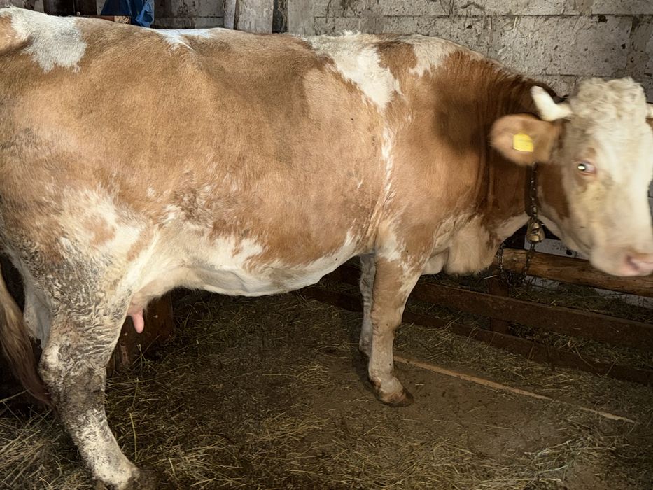 Vand vaca baltata cu vitel albastru