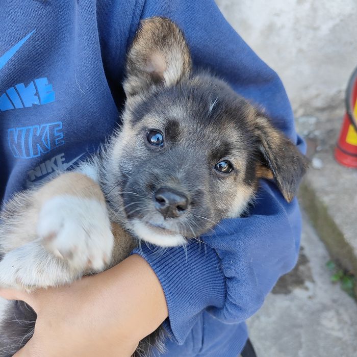 Cățeluși pentru adopție